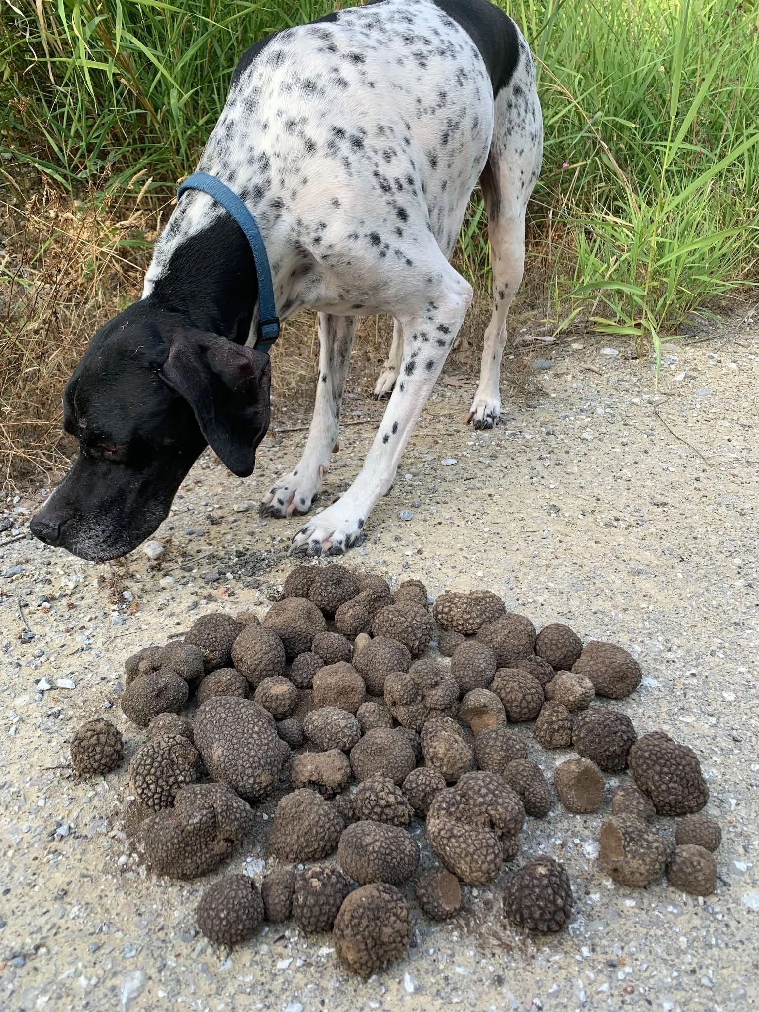 Trüffelhund Loki schnuppert an einem Haufen frisch gefundener Trüffel