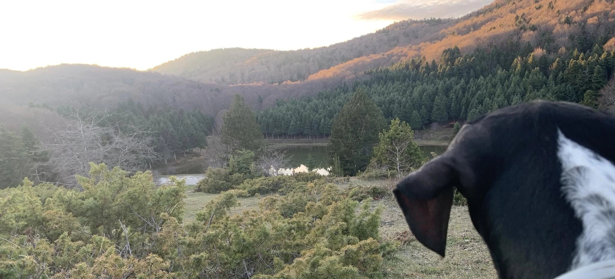 Trüffelhund am Olymp blickt über Wald und einen kleinen See