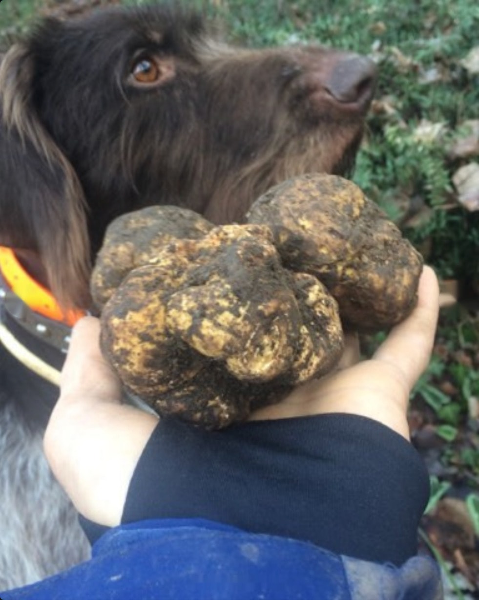 Trüffelhund im Wald