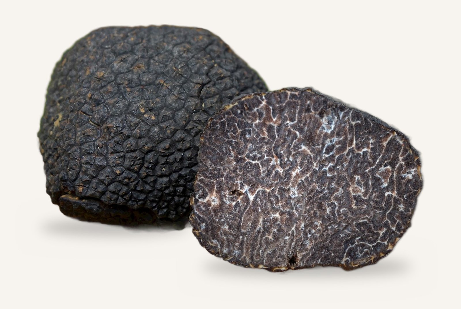 Glatte schwarze Trüffel: Tuber macrosporum