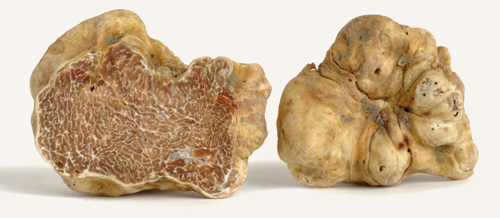 Weisse Trüffel: Tuber magnatum