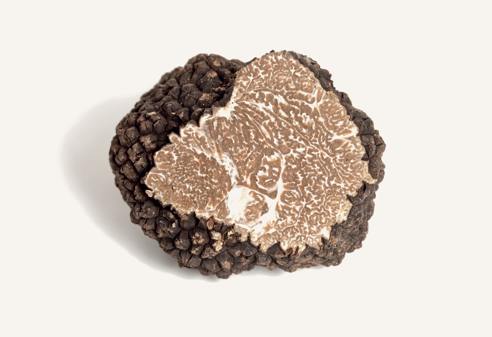 Herbsttrüffel: Tuber uncinatum