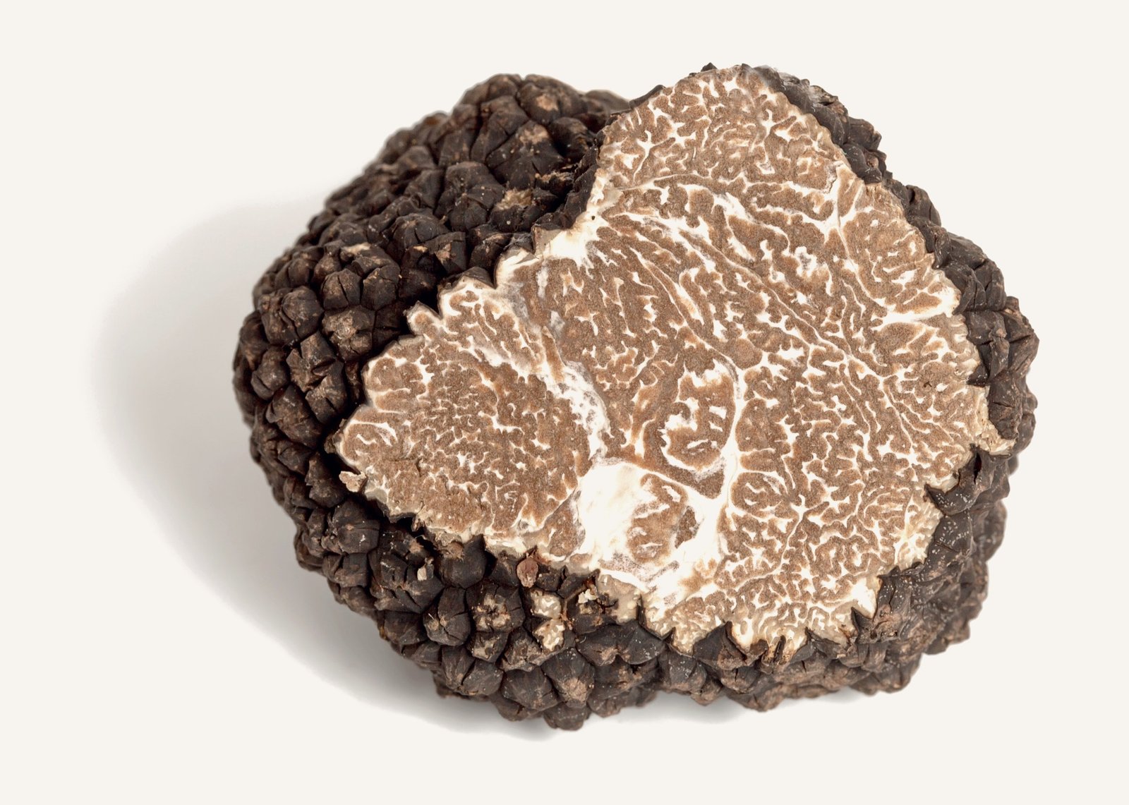 Herbsttrüffel: Tuber uncinatum